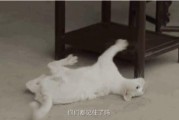 娱乐吃瓜酱虐猫博主,揭秘网络暴力背后的真相